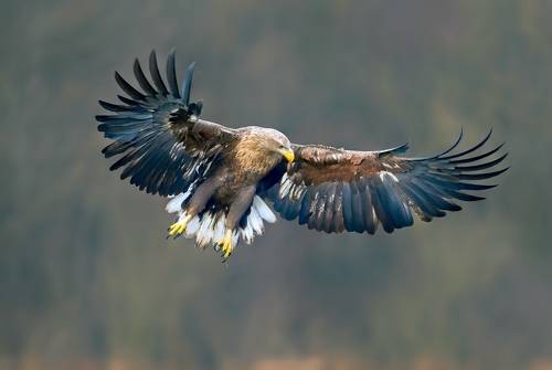 white-tailed eagle