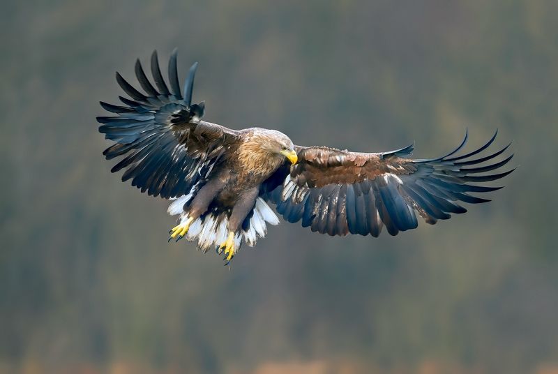 eagle, white-tailed eagle, haliaeetus albicilla white-tailed eagle фото превью