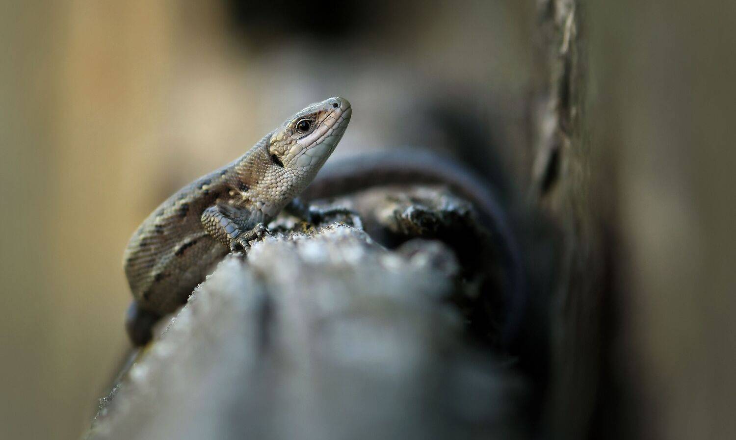 , Макеев Алексей