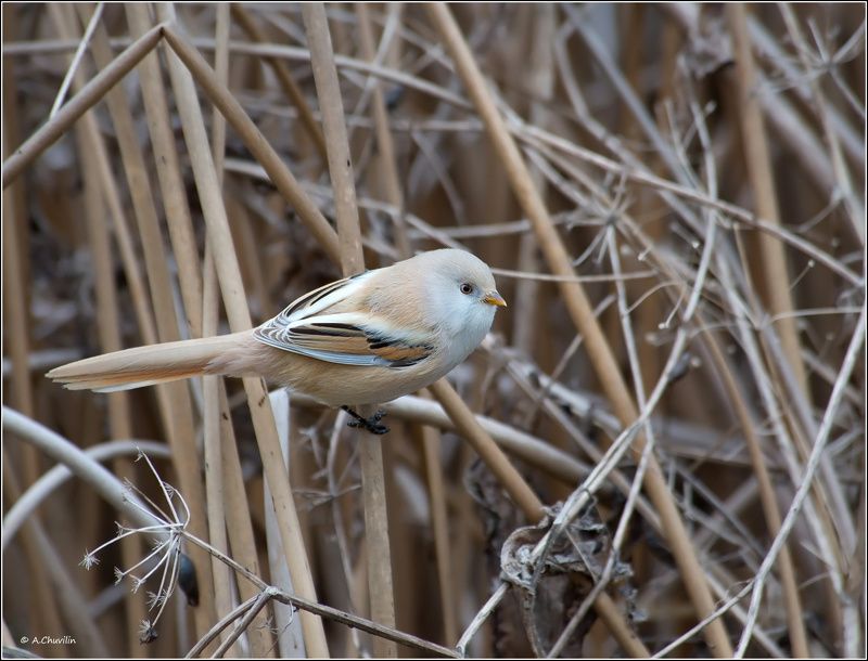 в,своей,стихии,самка,синица,усатая В своей стихии фото превью