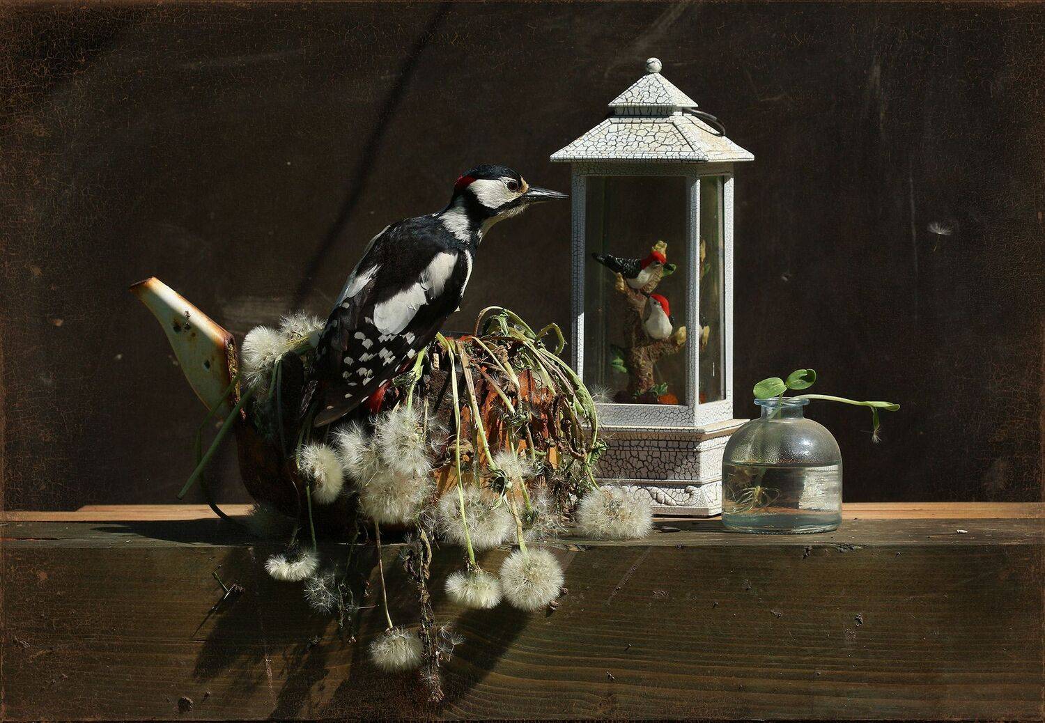 dendrocopos major, Хромушин Олег