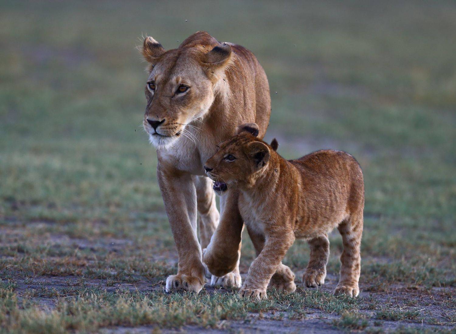 , Гудков Андрей