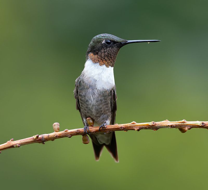 колибри,ruby-throated hummingbird, hummingbird Ruby-throated Hummingbird male -Рубиновогорлый Колибри фото превью