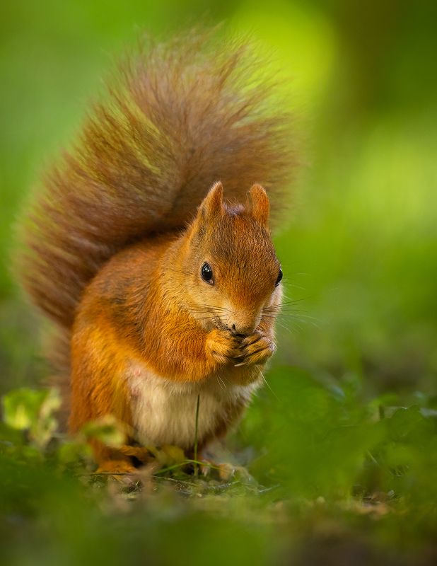 Squirrel фото превью