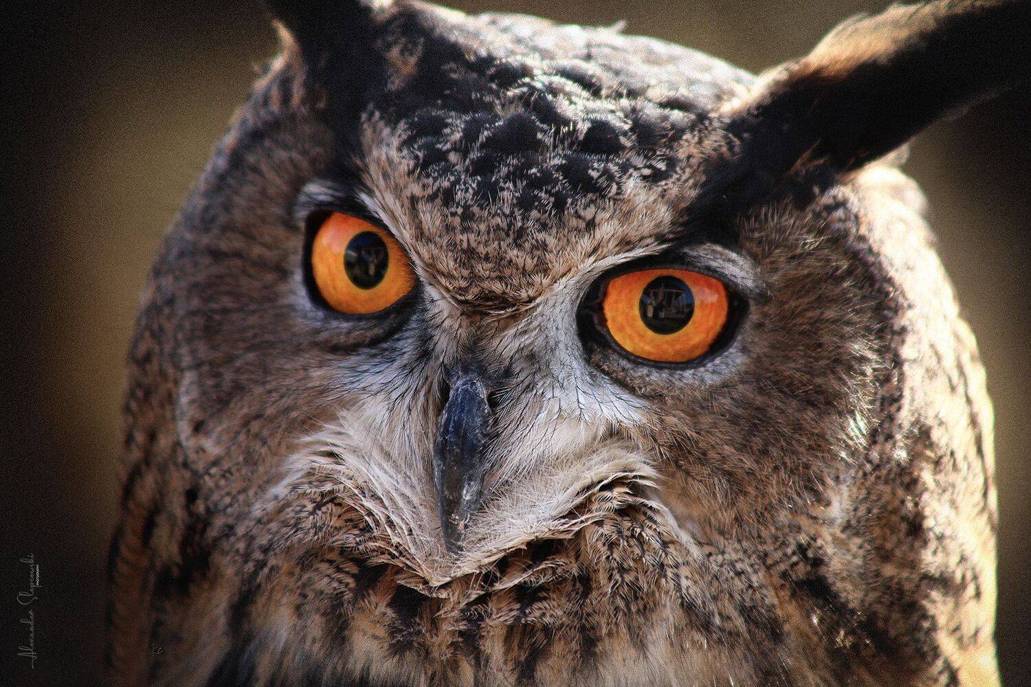 , Alexander Slepcowski