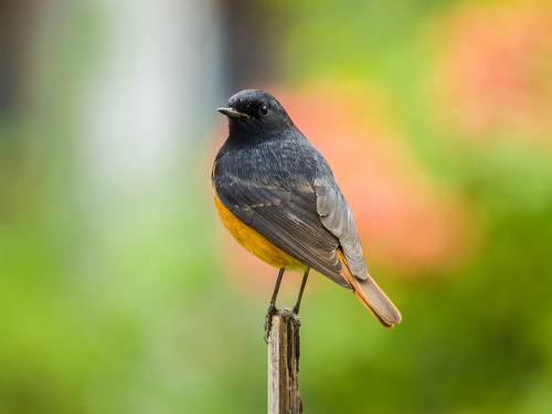 Black Redstart