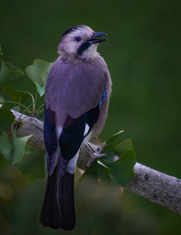 Этюды с сойкой фото превью