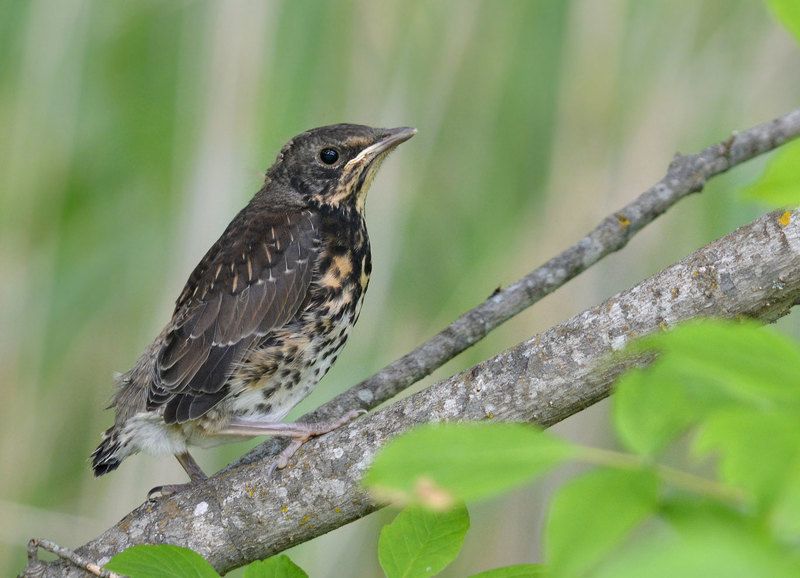 Позирующий слеток фото превью