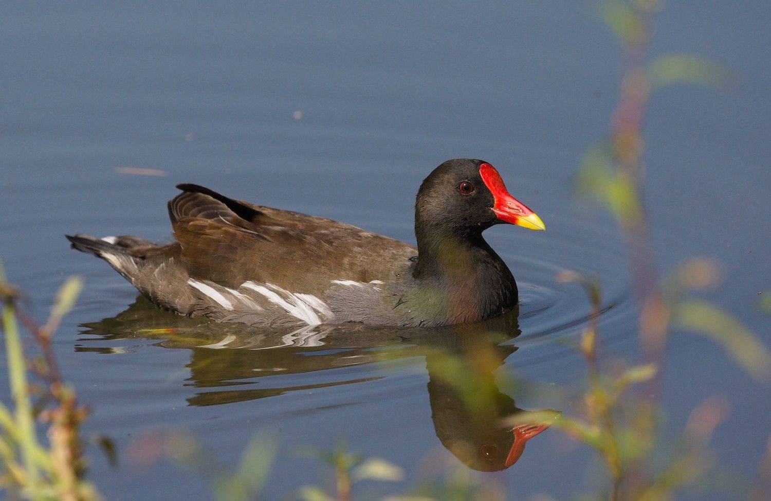камышница, , болотная, курочка, gallinula, chloropus, владивосток, остров, русский, Евгений Слободской