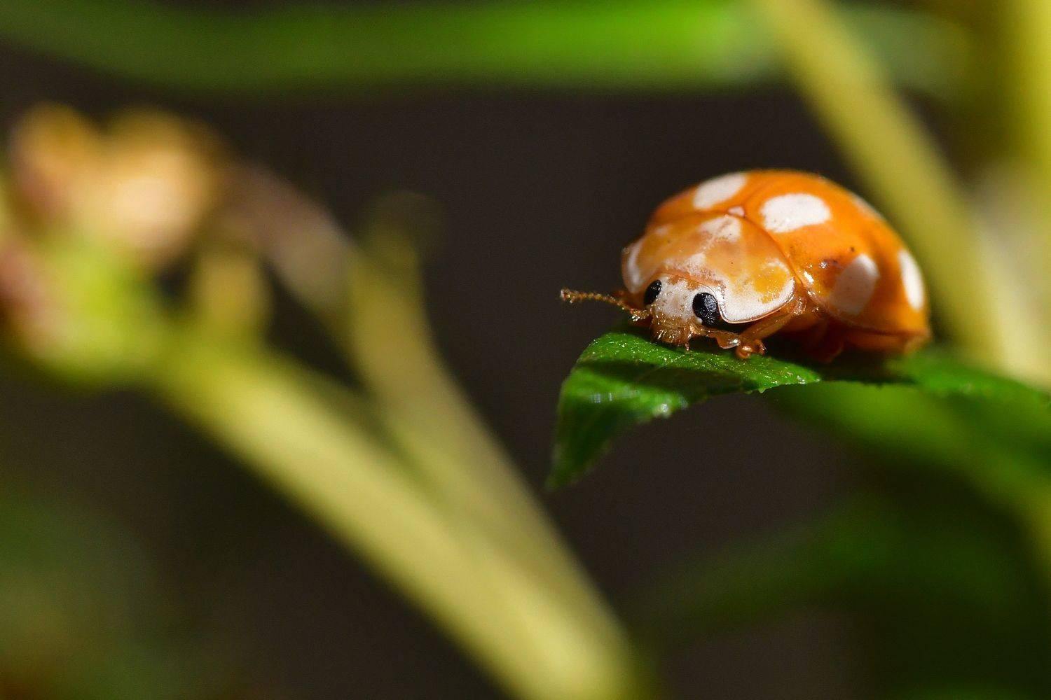 , Корнейчук Игорь