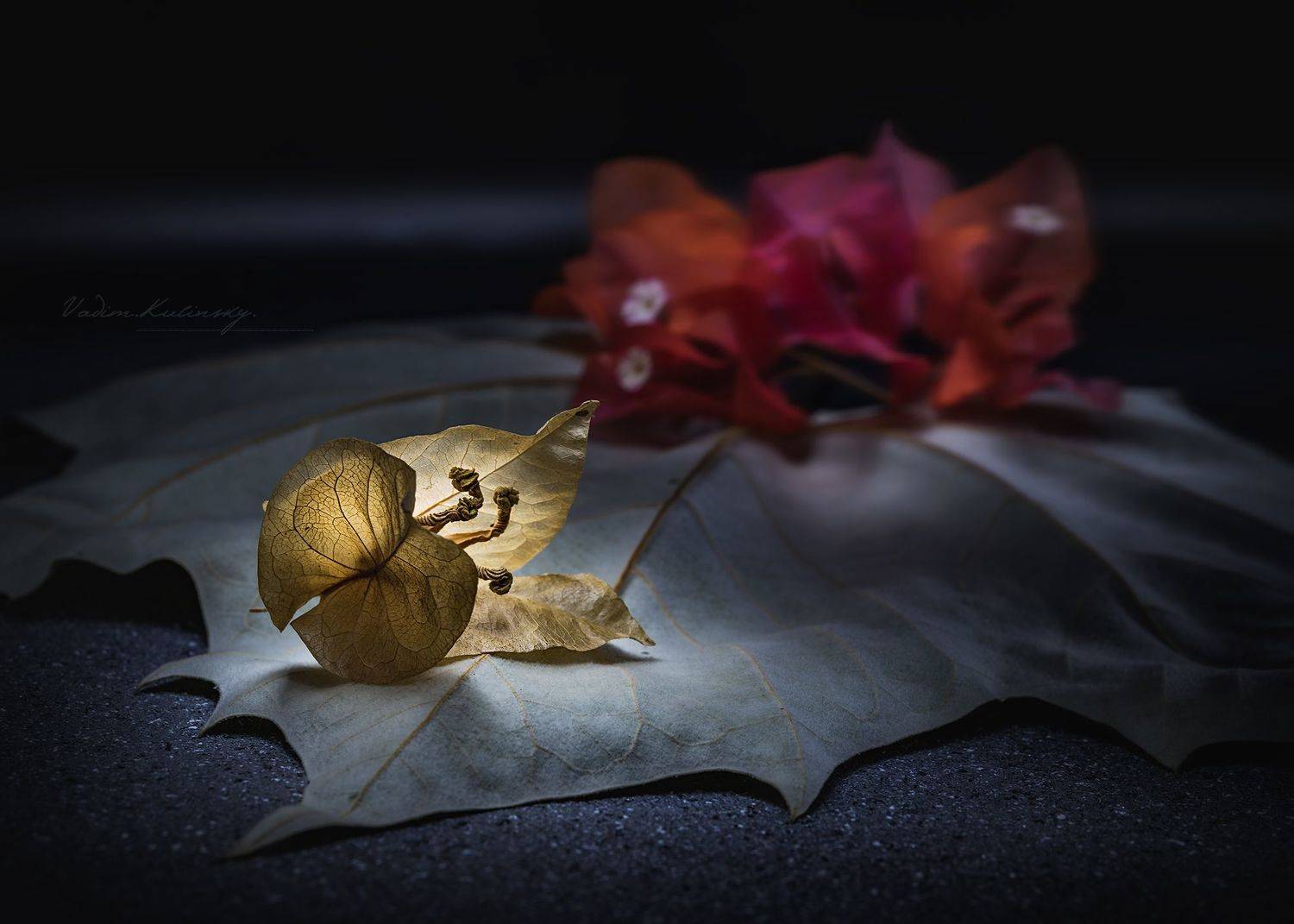 Still life dry bougainvillea flower dry maple leaf  lightbrush technique , Вадим Кулинский
