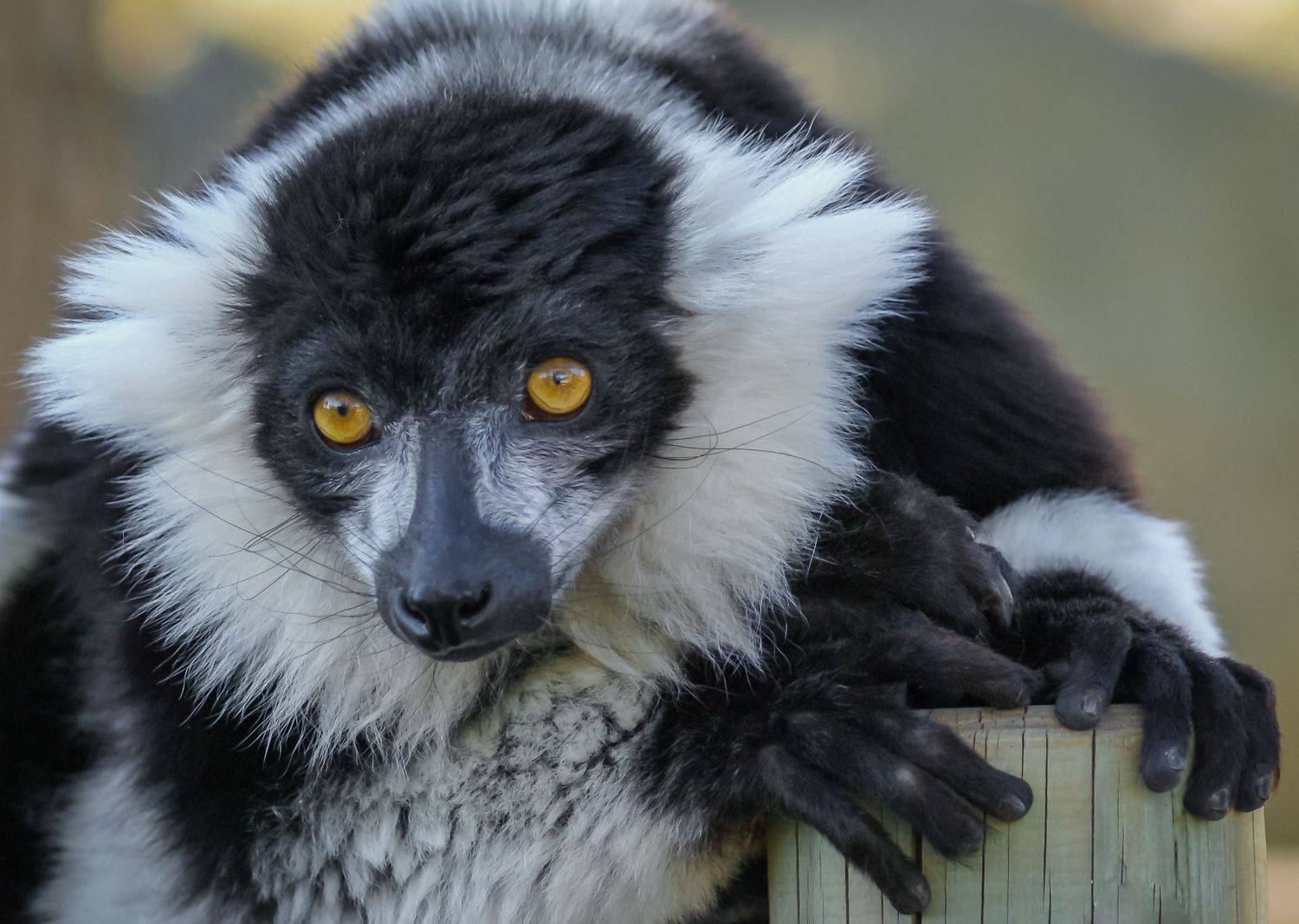 , Максимова Дария