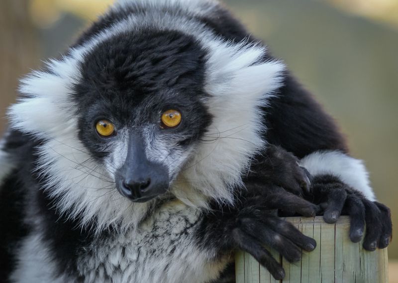 Ручки и ножки фото превью