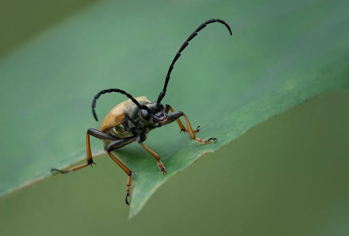 жук, усач, жук усач, макро, насекомое, beetle, longhorn beetle, longhorn beetle, macro, insect, Хилько Марина