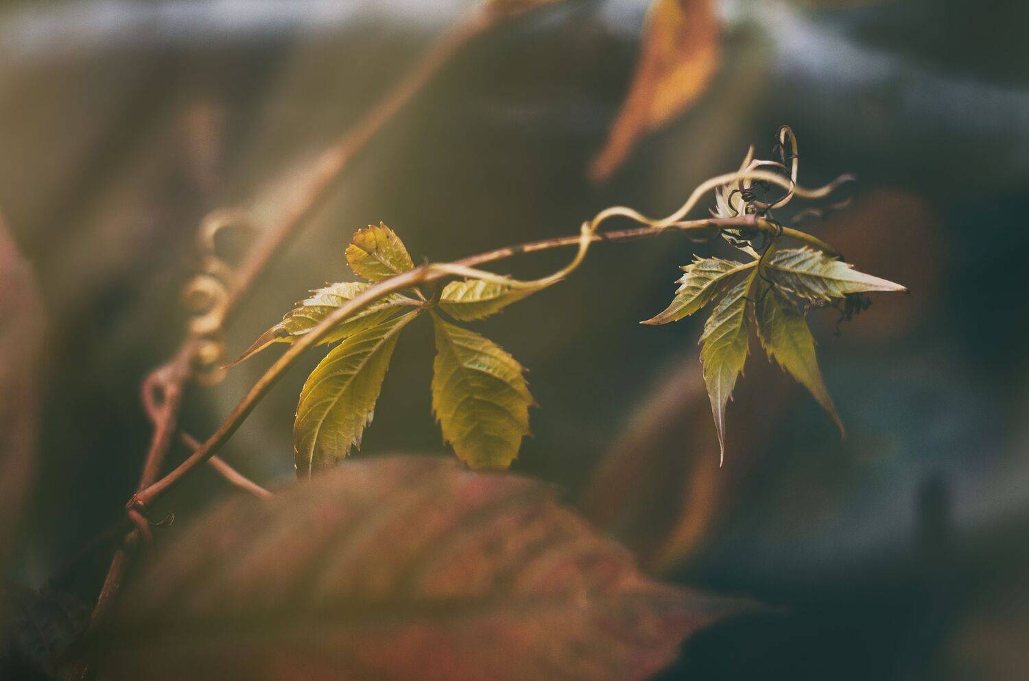 Девичий виноград, ветвь растения, растение, листья, осенние листья, осень, Shadow Anna