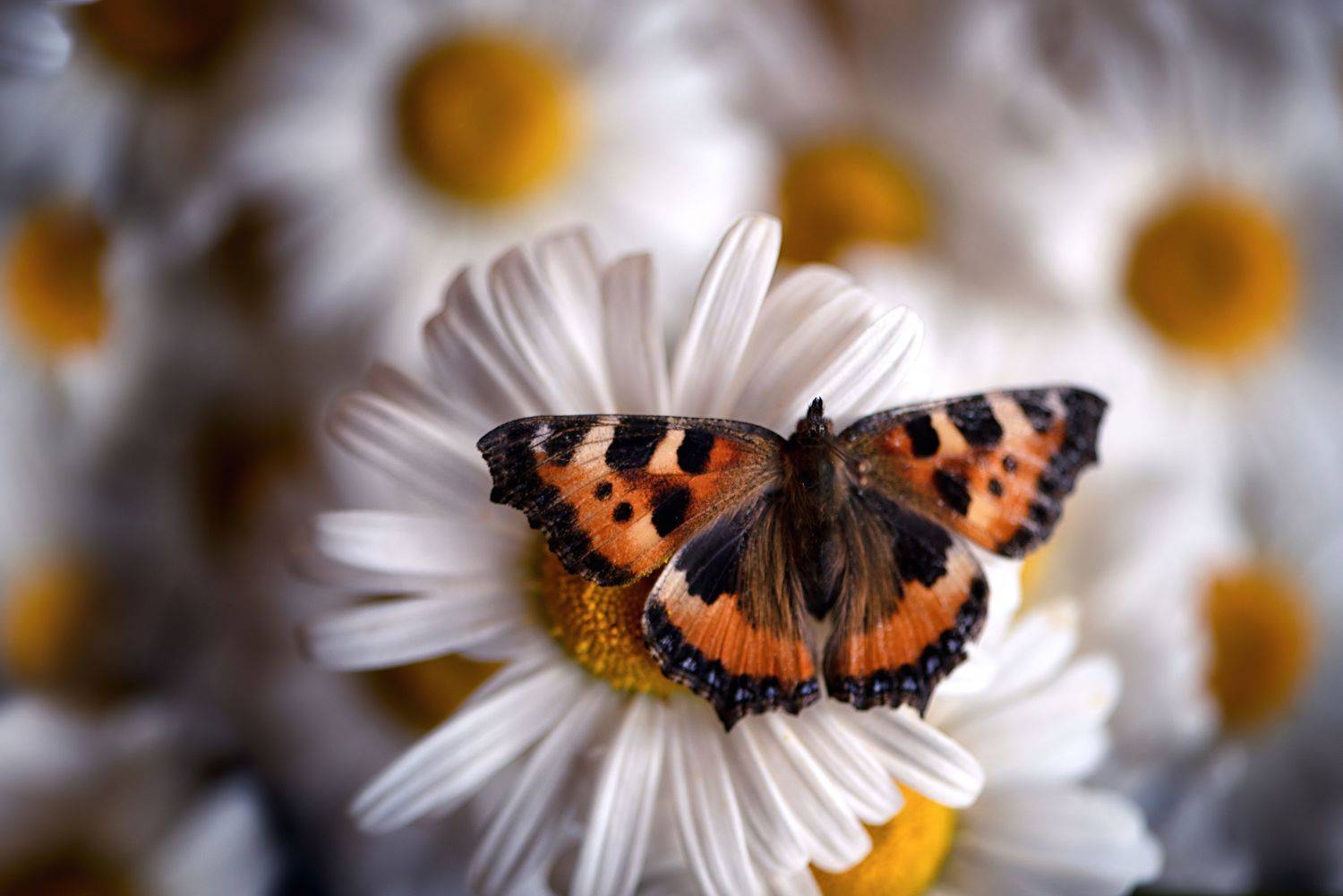 , Анастасия Думинская