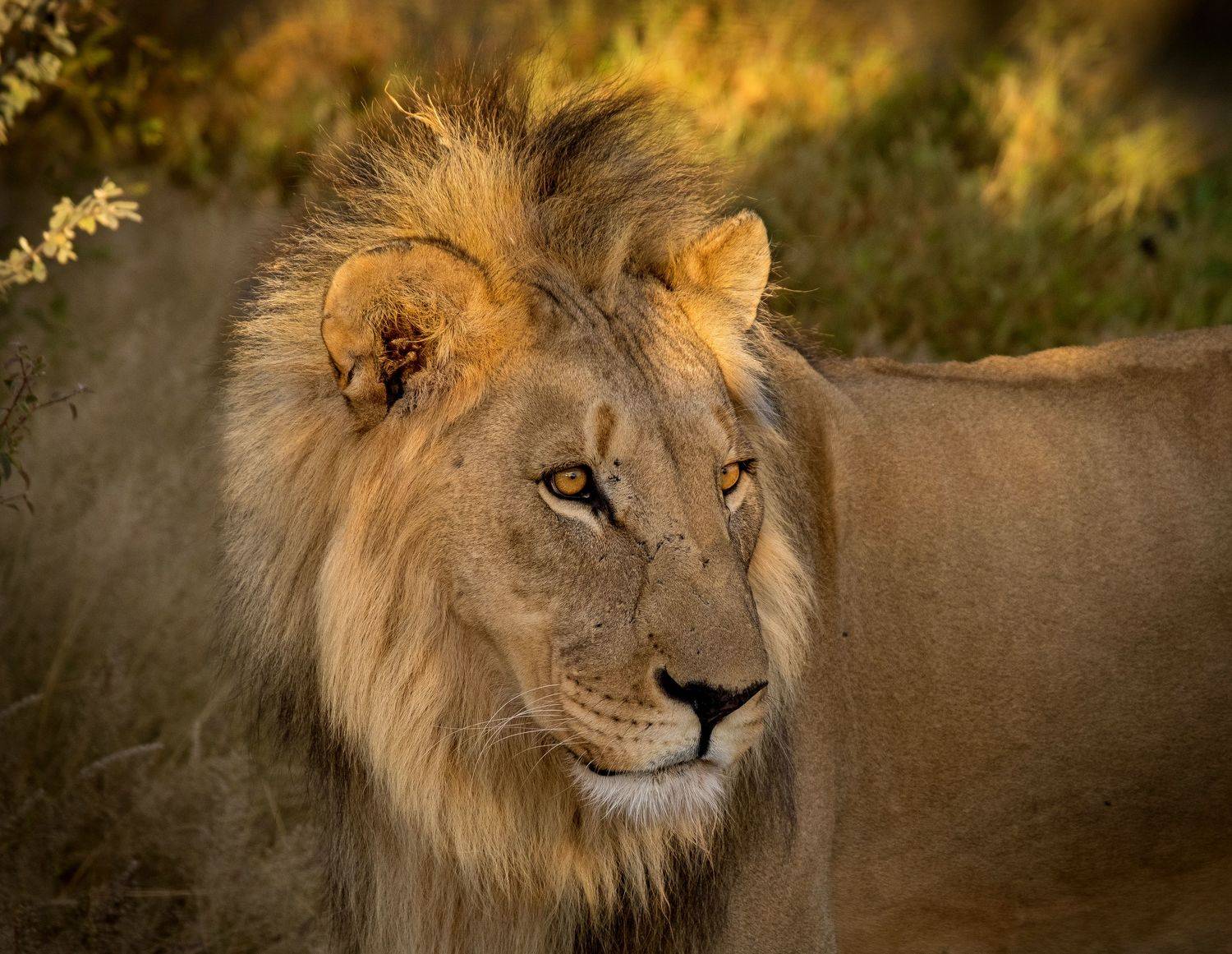 лев, нд, намибия, саванна, сафари, lion, namibia, savanna, safari, фотоохота, намибия 2021, Nadezhda Demkina