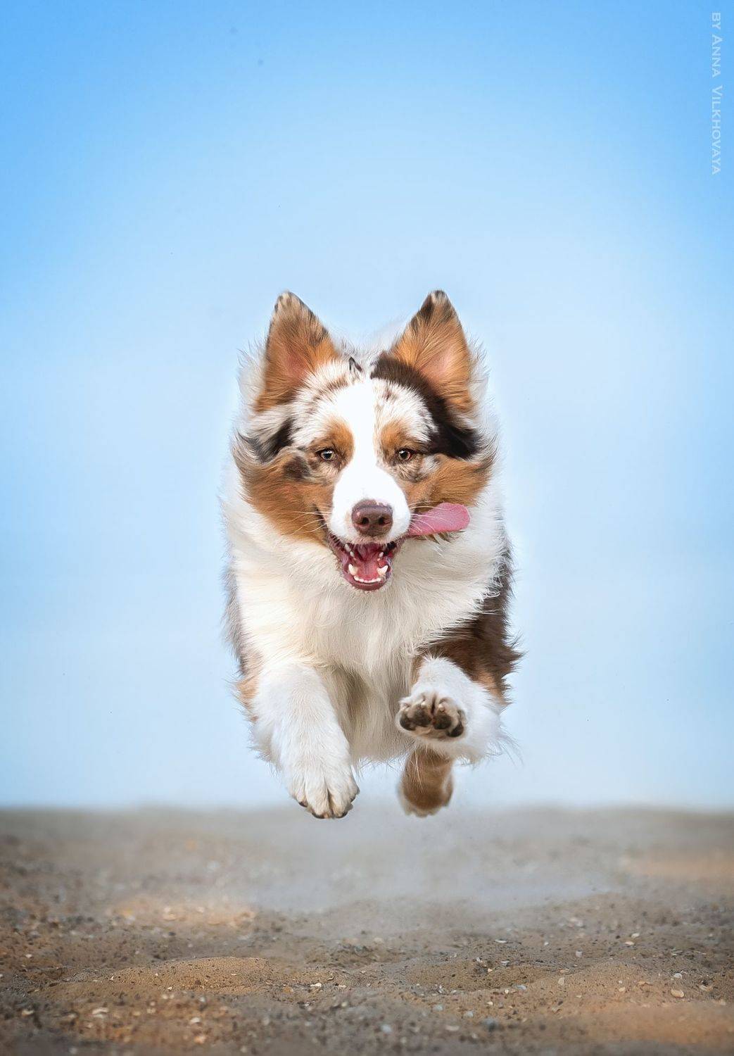 Australian shepherd, Aussie, Motion, Anna Vilkhovaya