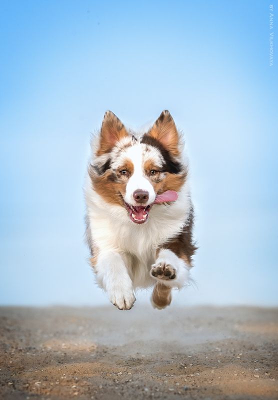 Australian shepherd, Aussie, Motion  фото превью