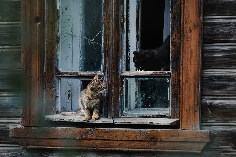 Котята наоконные фото превью