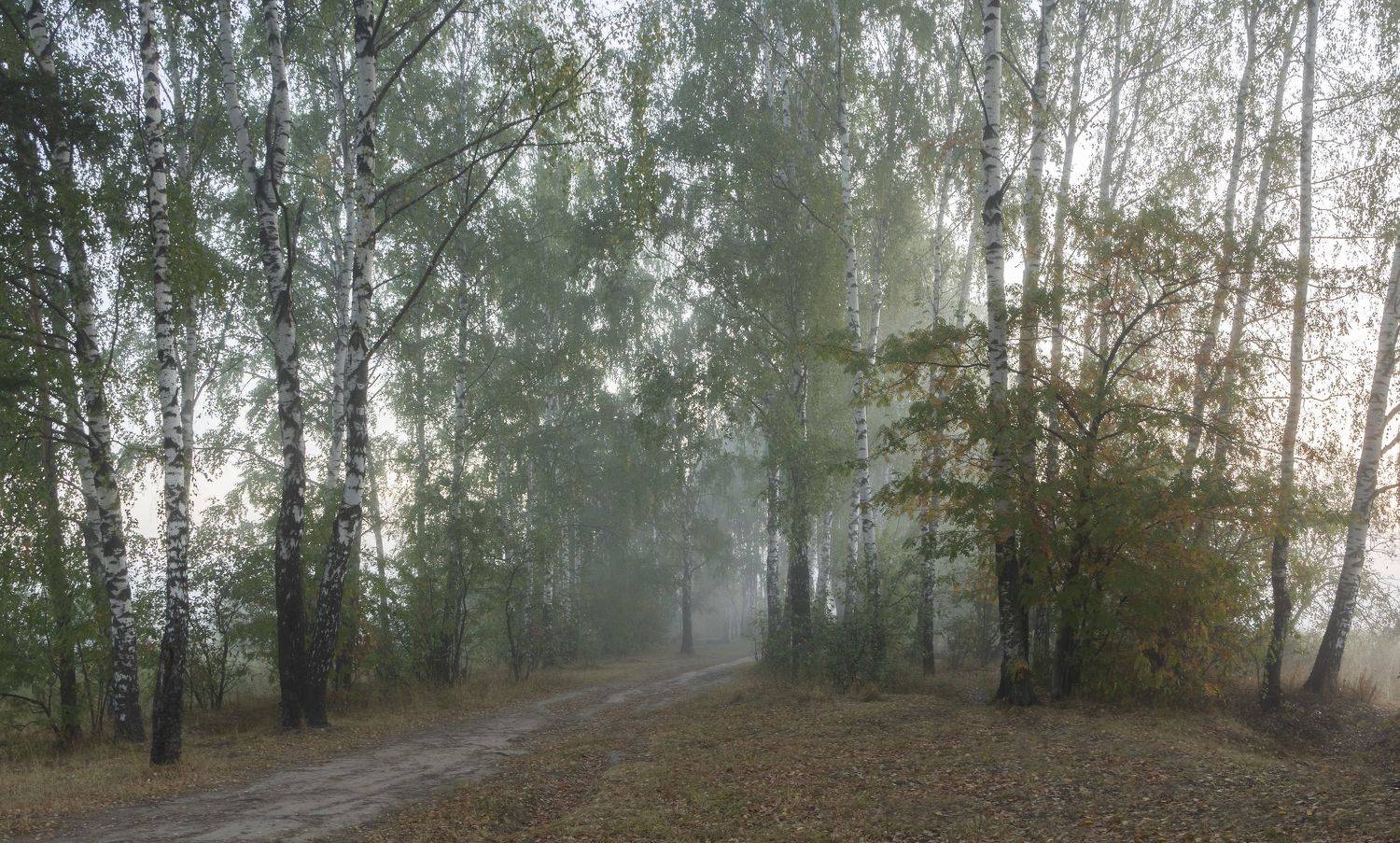 природа, пейзаж, туман, Ольга Бонина