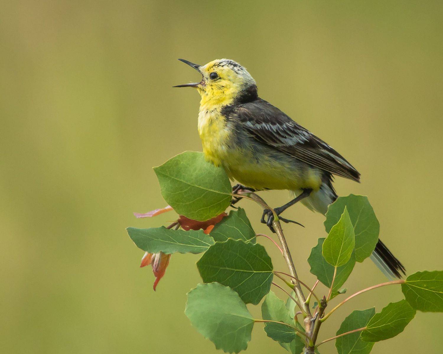 желтоголовая трясогузка, Суслов Дмитрий