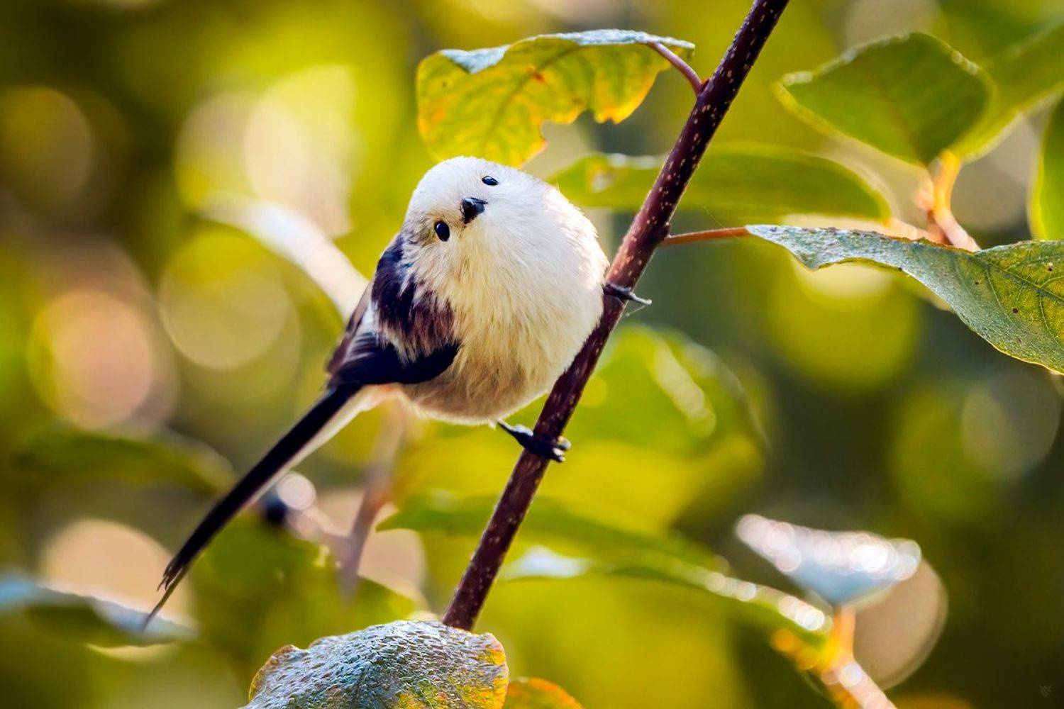 wildlife, nature, bird, tit, Long-tailed tit, Wojciech Grzanka