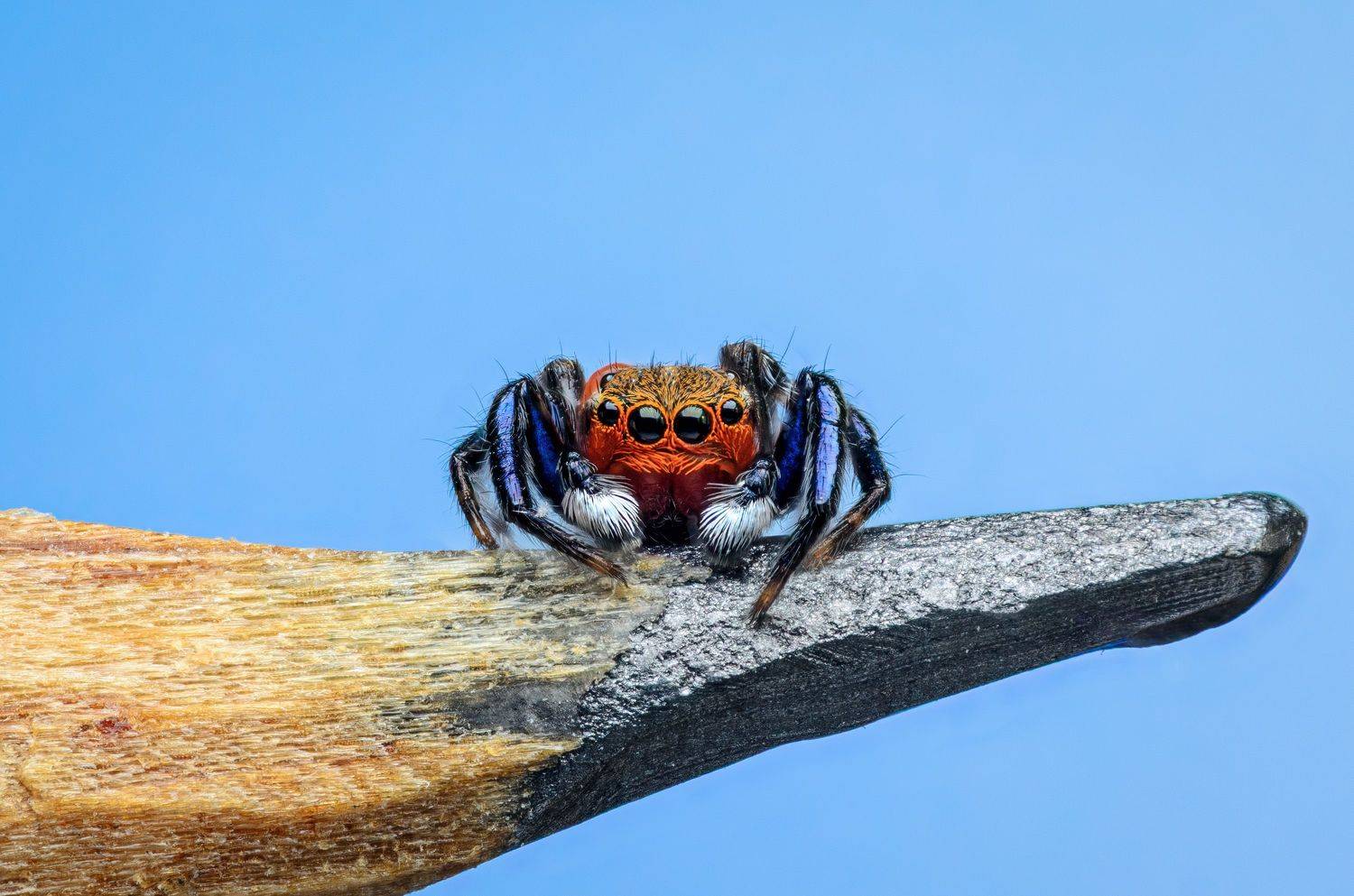 , Сергей Чебанов