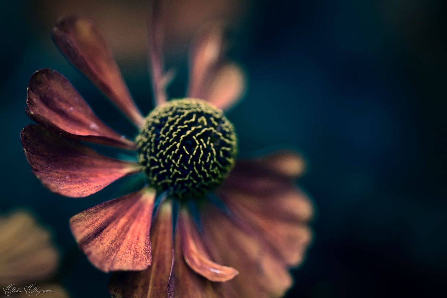 , Орлов Олег