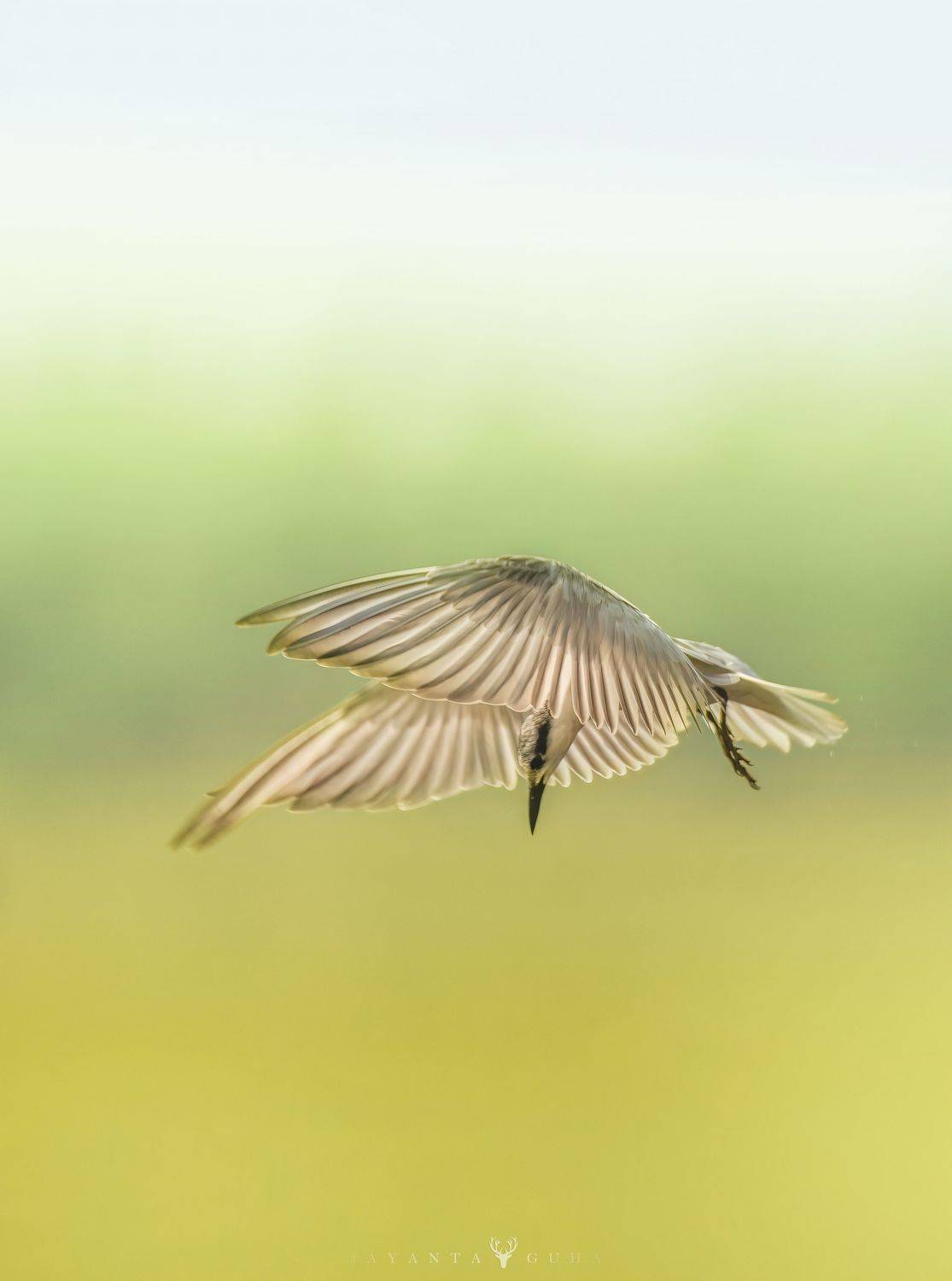 wildlife, art, nature, wild, bird, animal, color, Jayanta Guha