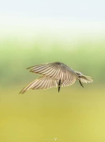 Tern