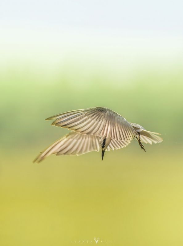 wildlife, art, nature, wild, bird, animal, color Tern фото превью