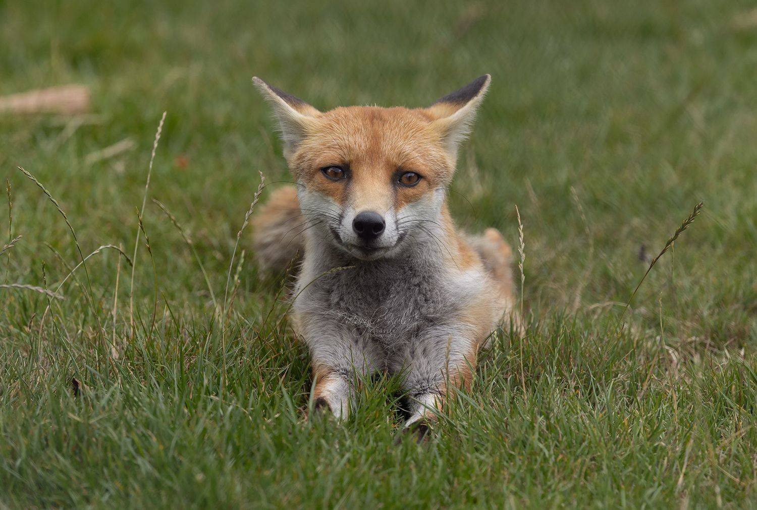 fox, animal, nature, wildlife, canon, MARIA KULA
