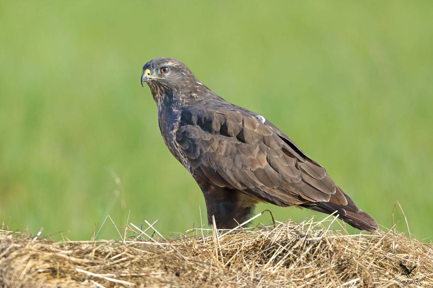 , Александр Гусар