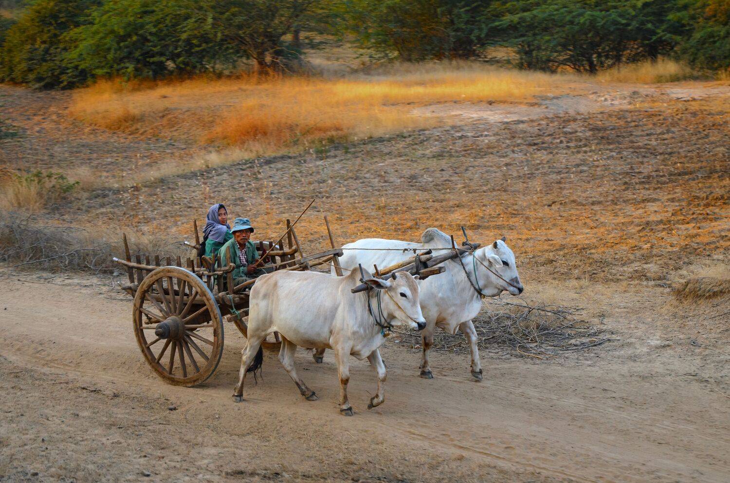 быки, повозка, упряжка, арба, деревянная, крестьяне, мьянма, бирма, жизнь, сельский, репортаж, погонщик, дорога, старинный, волы, два, двое, Сытилин Павел