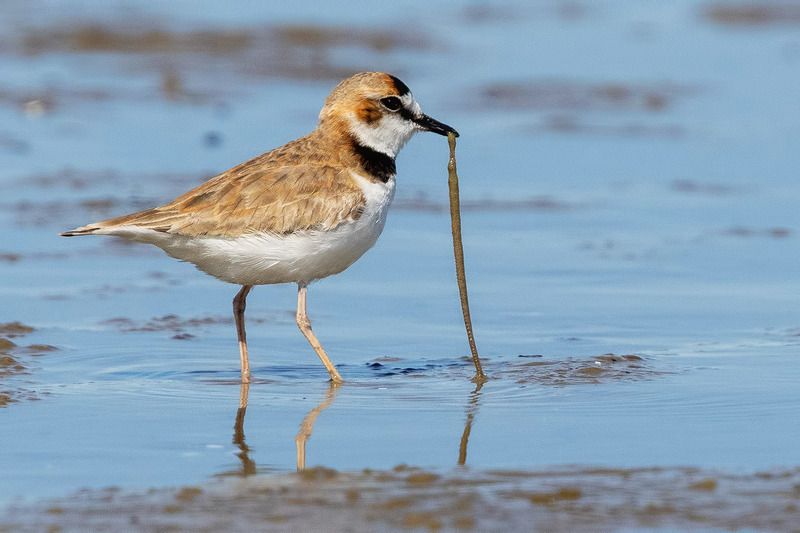 птицы, уругвай Вкусный обед фото превью