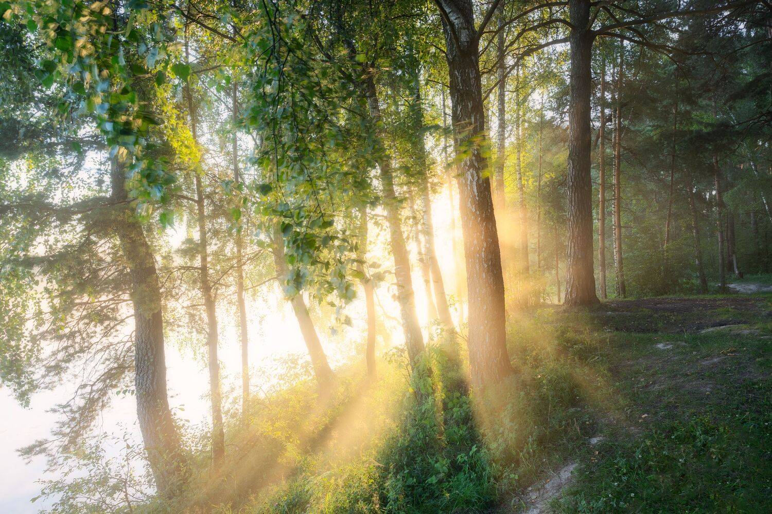 туман, рассвет, лес, пейзаж, природа, Московская область, Мартыненко Дмитрий