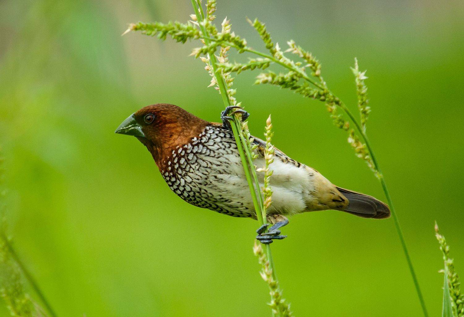 #bird #scalybreastedmunia#wild #natgeo #birdphoto #nature #naturephotography #asia #bangladesh, Shadab Ishtiyak
