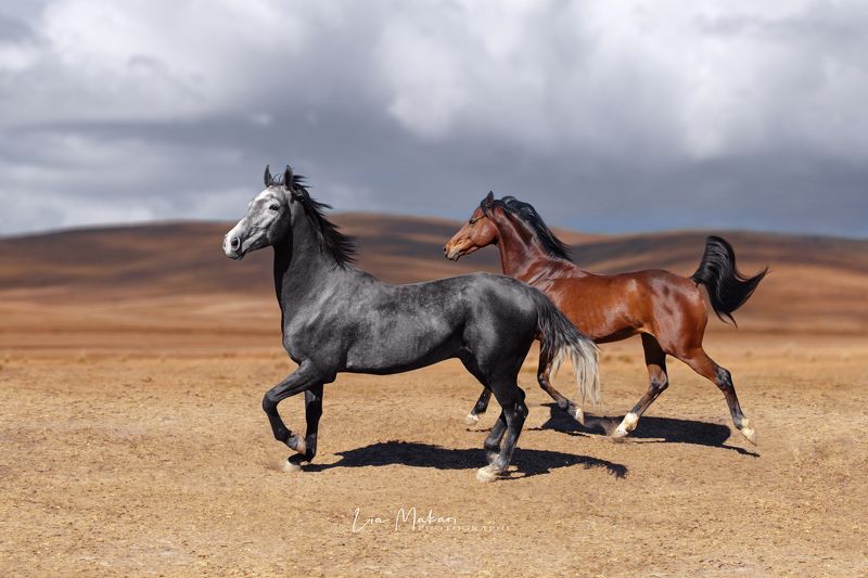 Лошадь, лошади, степь, свобода, галоп, поле  На свободе фото превью