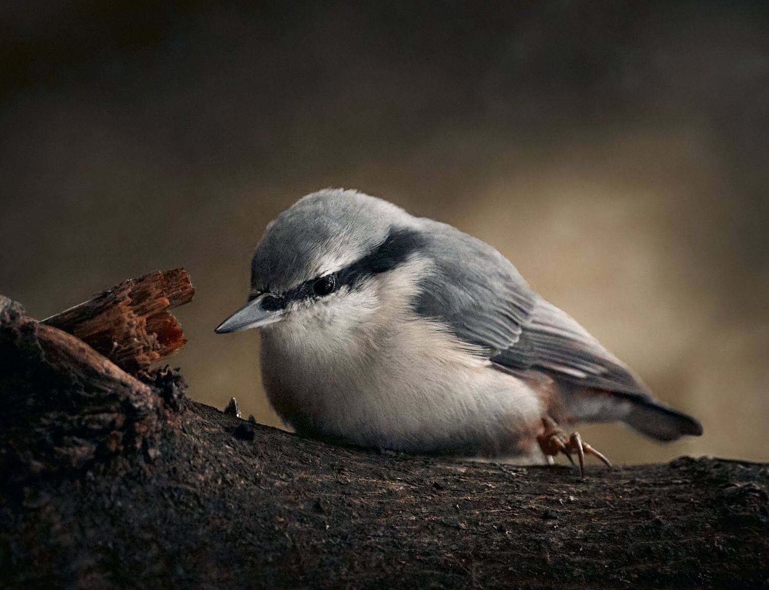 поползень, любопытная птичка, Mikhail Khmelevskiy