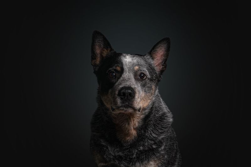 Австралийский хилер фото превью