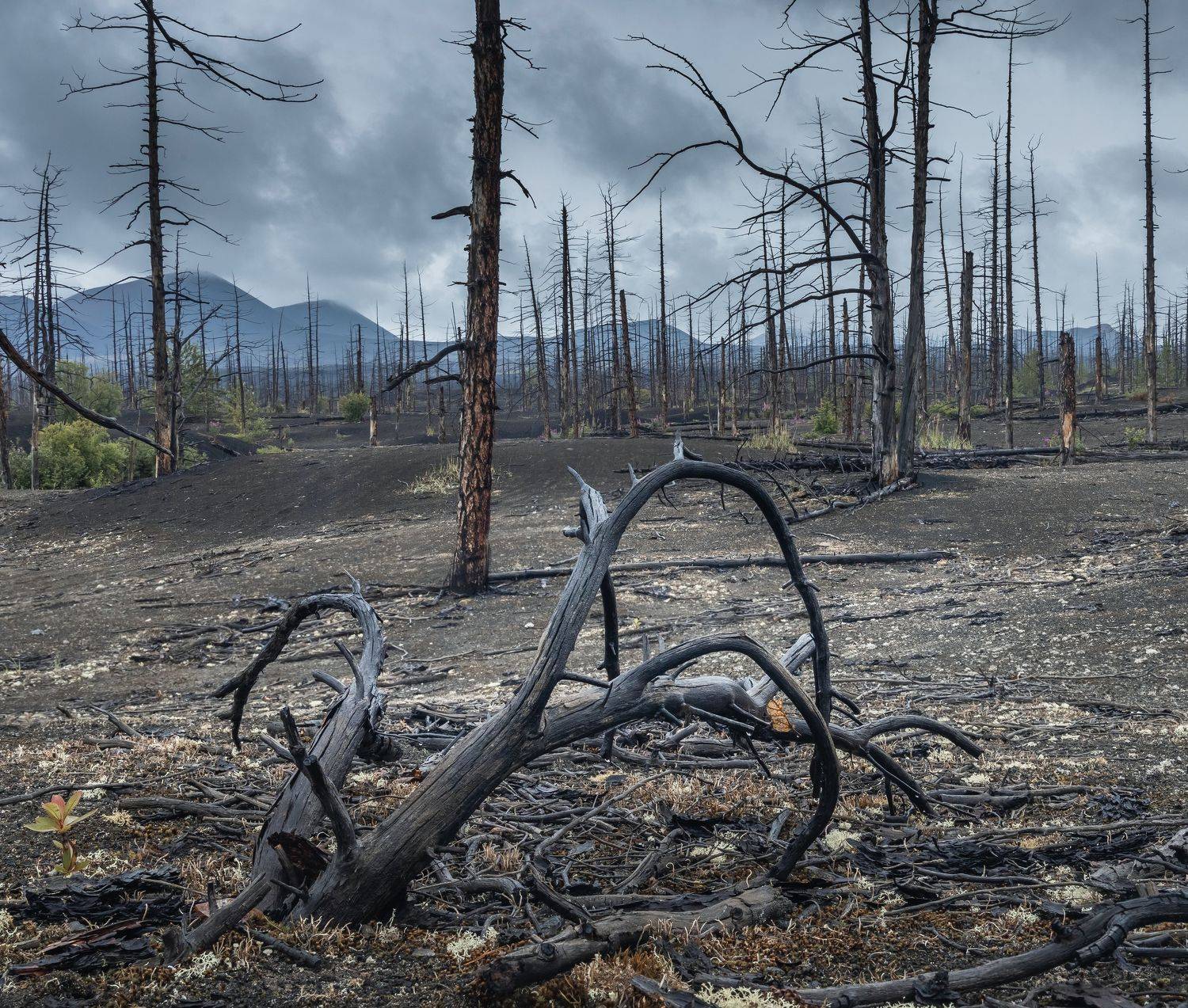 , Грамаков Юрий