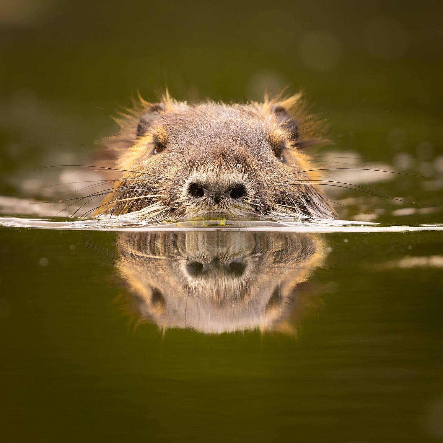 , Robert Adamec