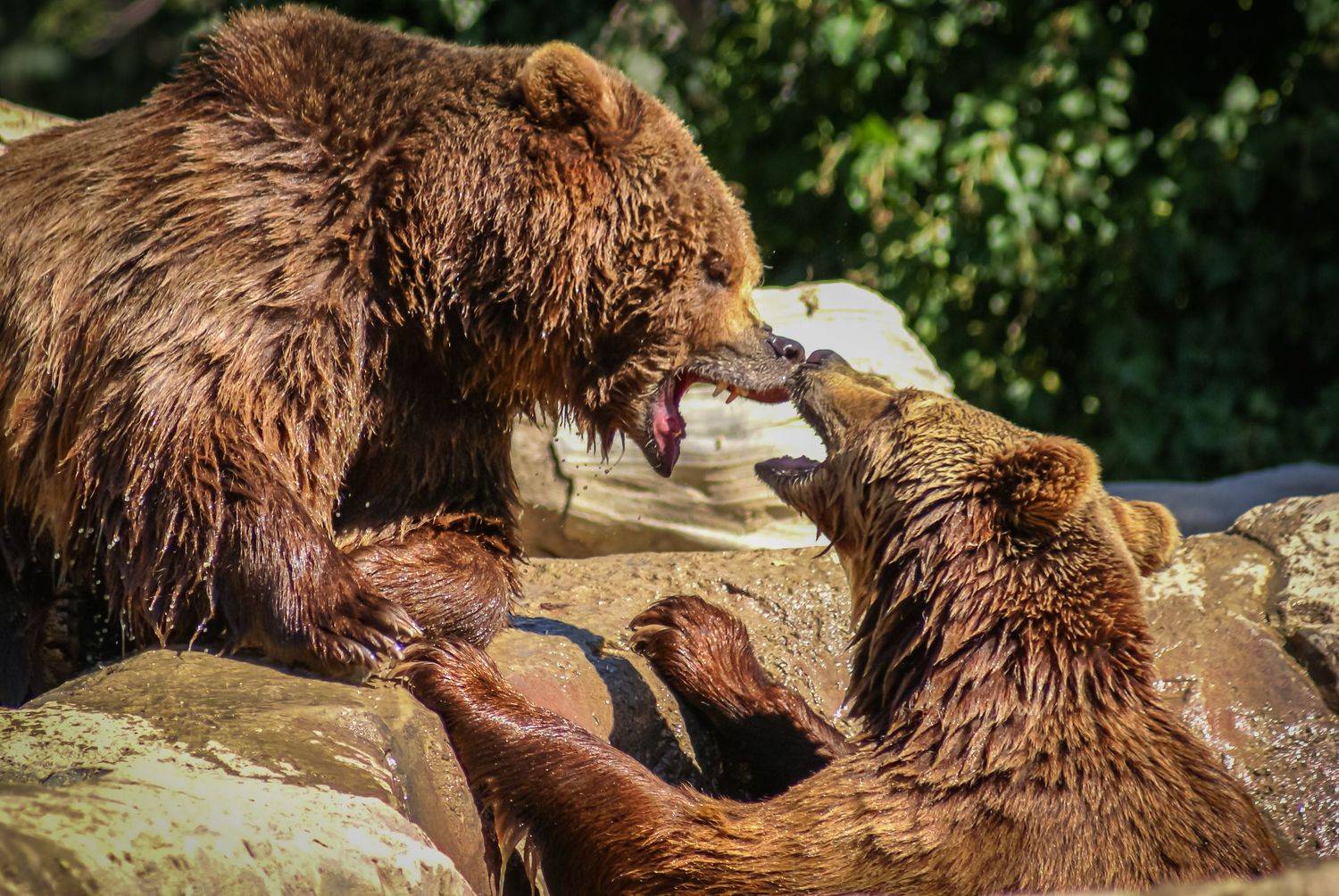 , Максимова Дария