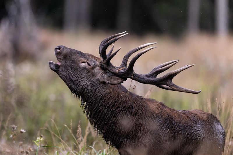 Briedis фото превью