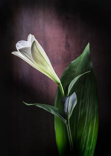 Lily&Leaf