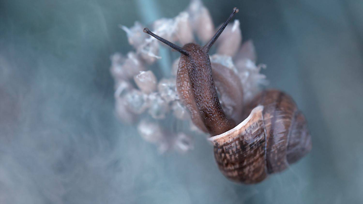 макро, улитки, природа, macro, snail, nature, shell, Мария Обидина