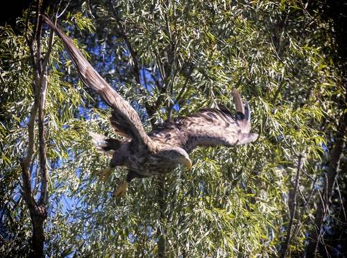 Орлан-бклохвост в полете.