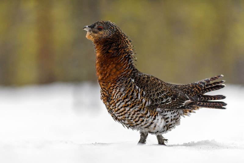 Красавица глухарка. фото превью