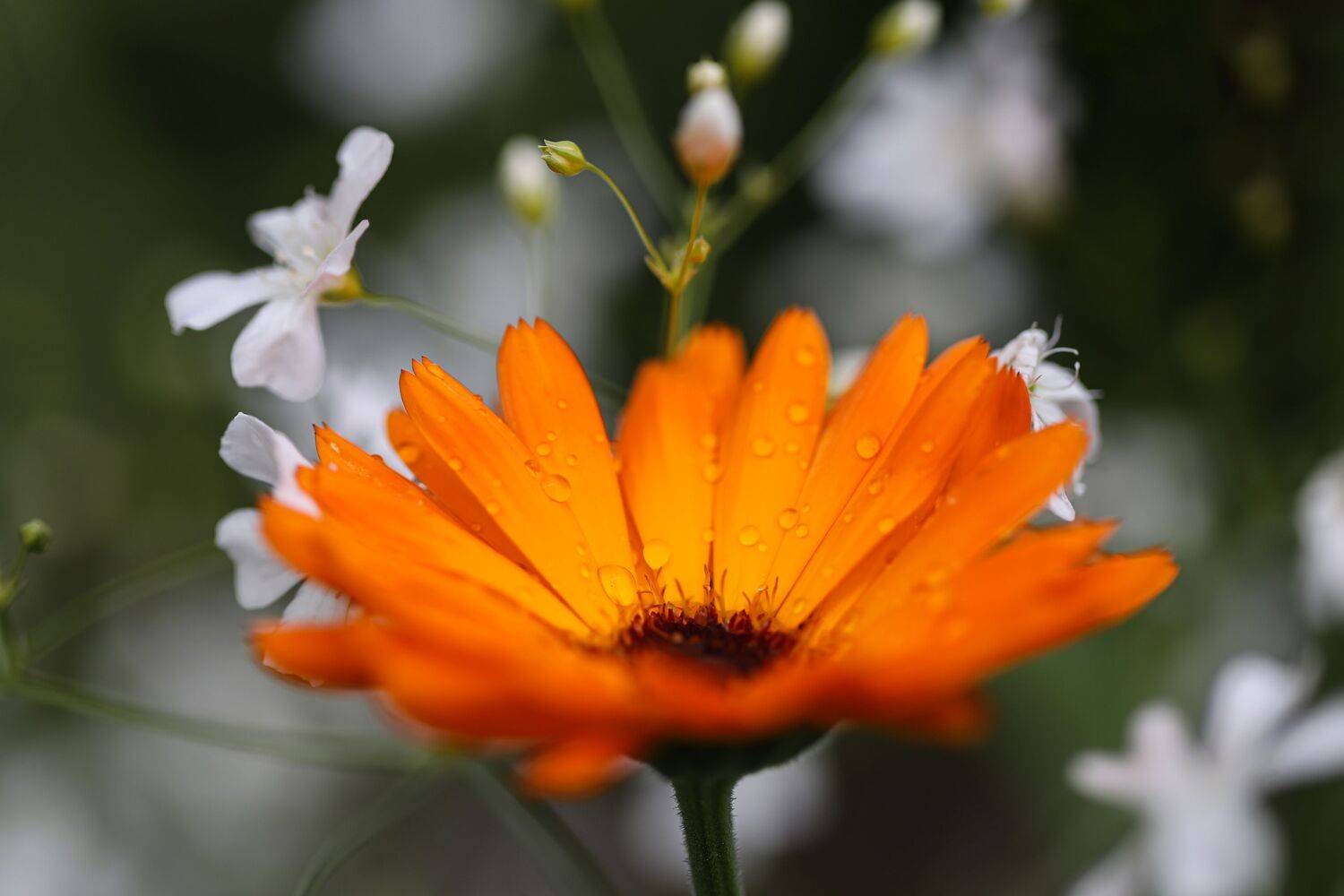 orange, white, flowers,close-up, blur background, DZINTRA REGINA JANSONE